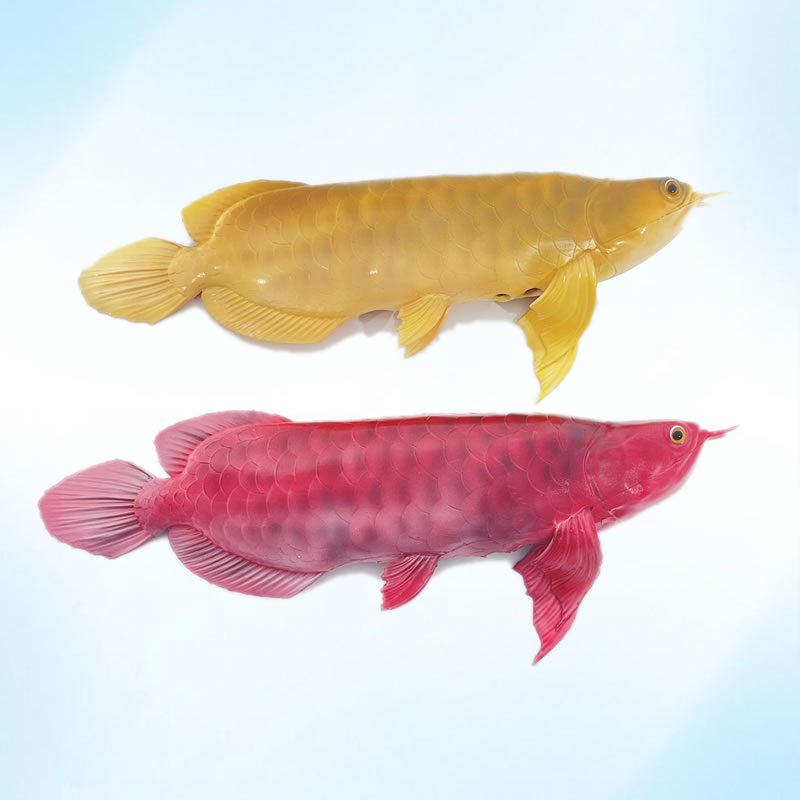 “金鳞”软体金龙鱼
